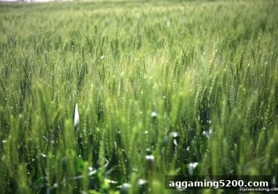 捕鱼王中王深度解读：洗码返佣机制、到账节点与实用建议