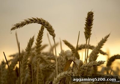 捕鱼王中王详解：血战麻将首存红利领取全流程指南